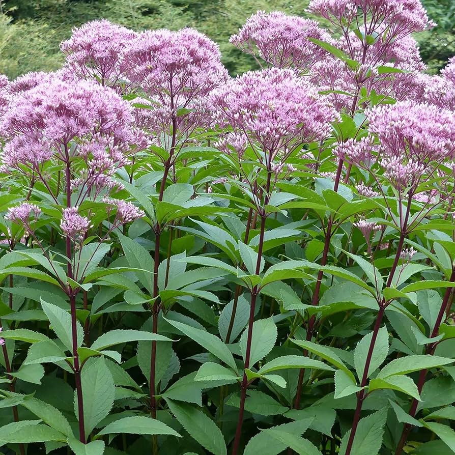 Joe Pye Weed seeds mixed colors for garden planting