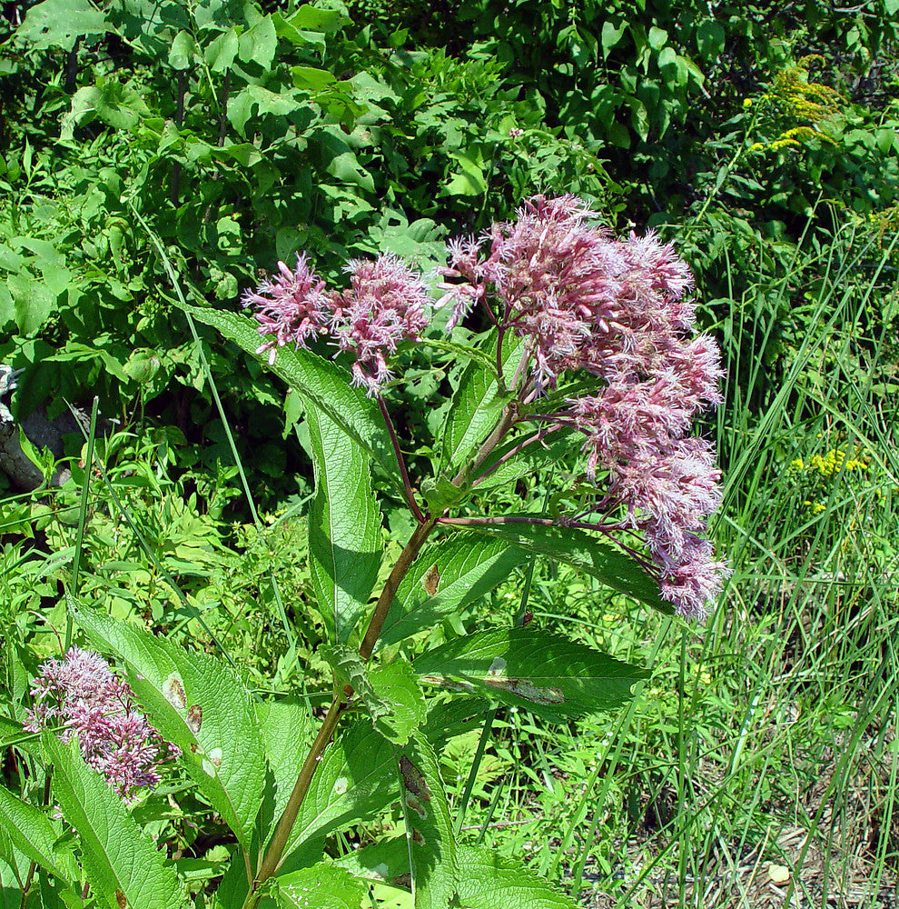 Joe Pye Weed seedlings grown from seeds