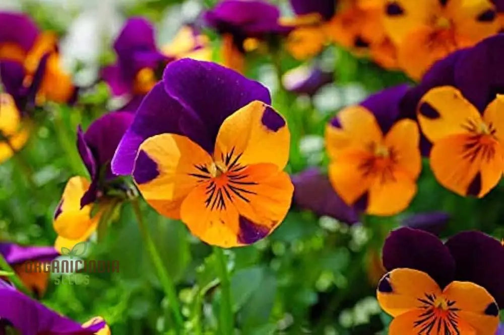 Johnny Jump Up flower mix seeds vibrant wildflower blooms