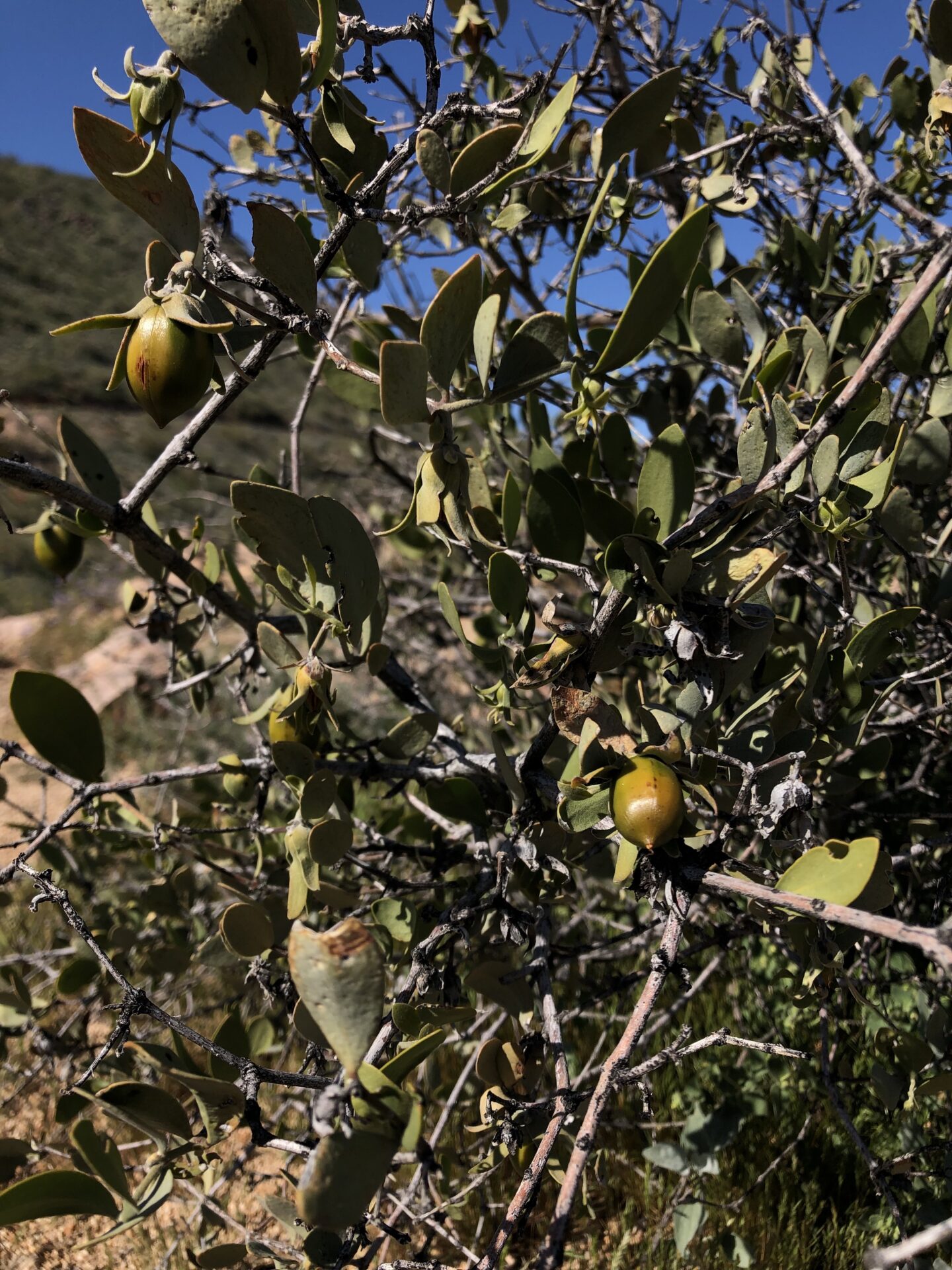 Jojoba fruits ripening on desert shrub