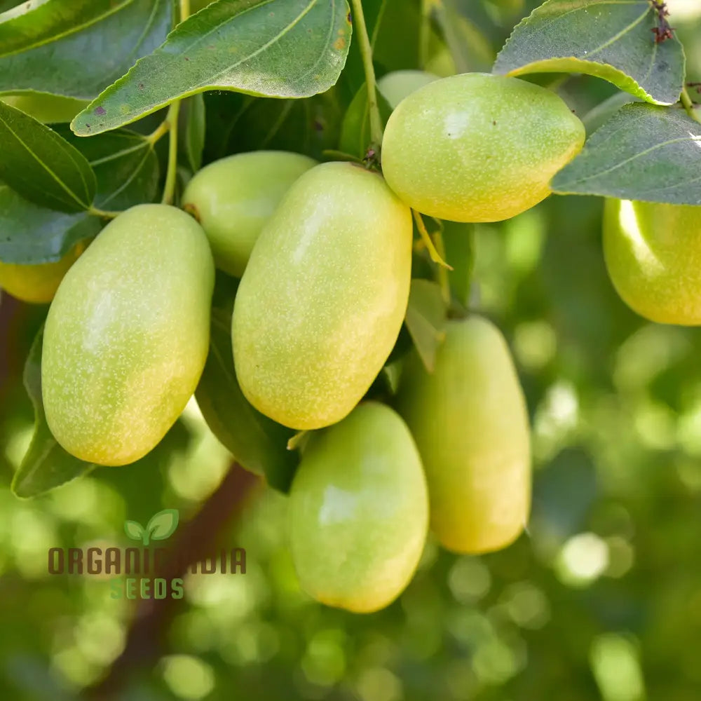 Jojoba Seeds Simmondsia Chinensis Herb Seeds for Planting
