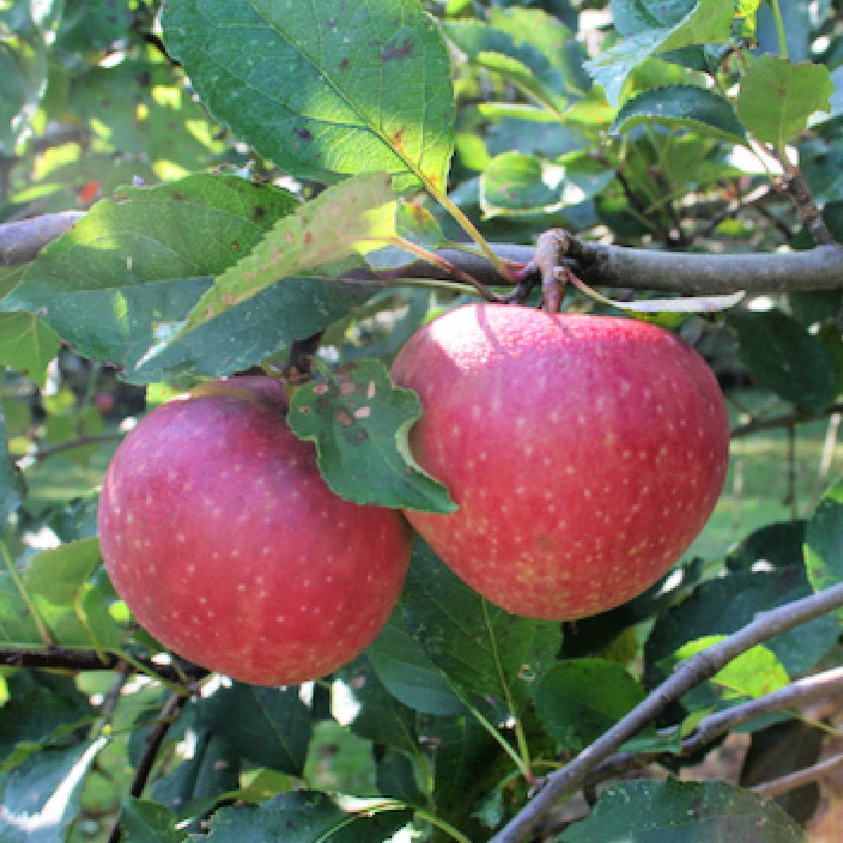 Jonagold Apple Tree in Garden