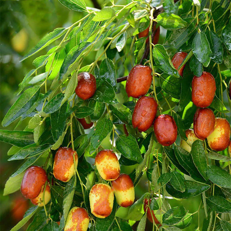 Jujube seedlings growing in warm climate garden