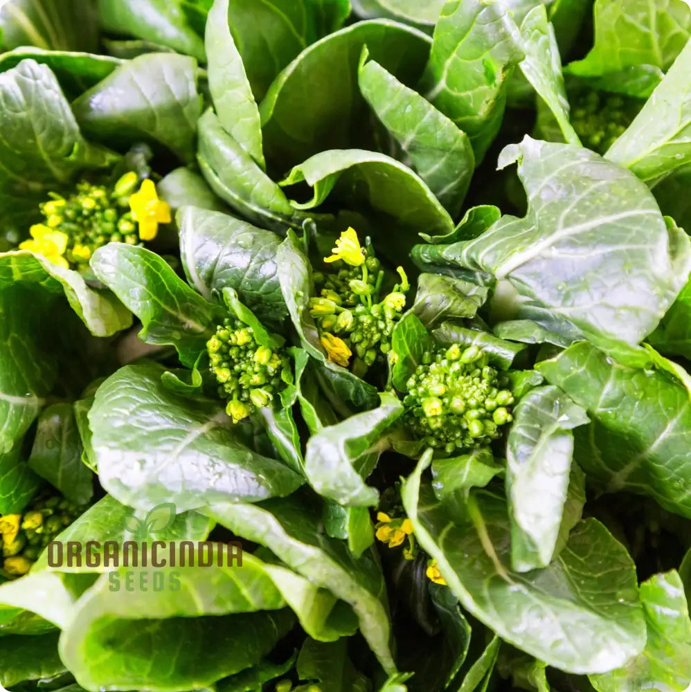 Jung Green Leafy Vegetable Seeds for Home Garden, Easy-to-Grow Greens