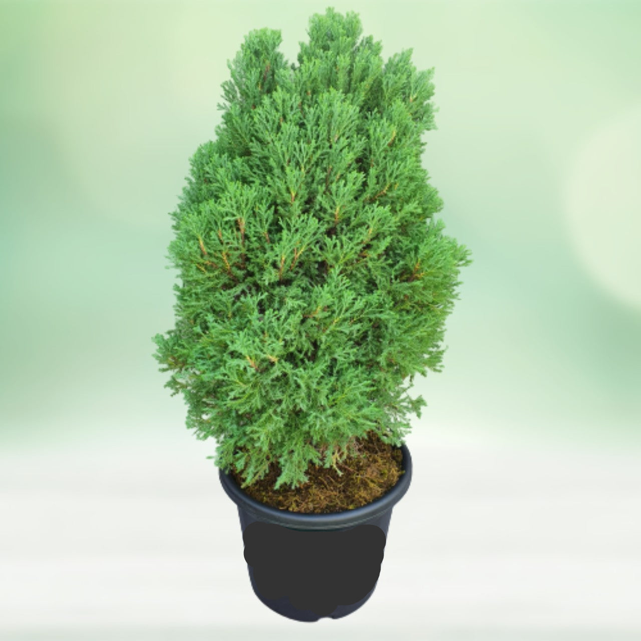 Potted coniferous tree on a light green background
