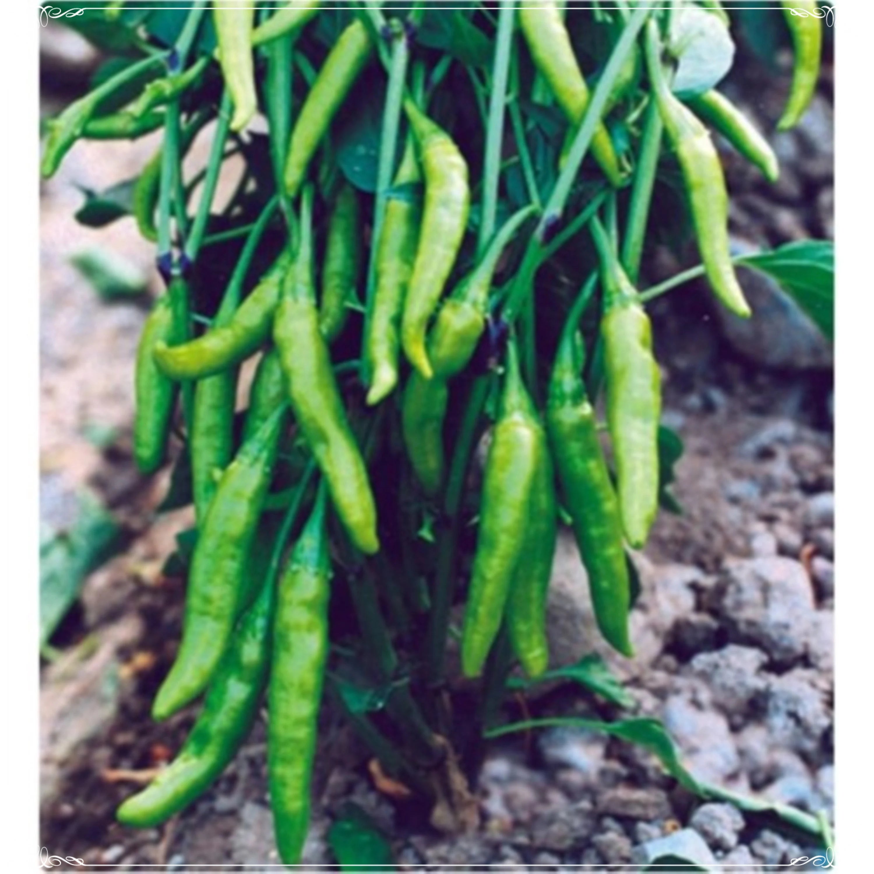Jwala Pariksha Chilli Plants in Garden, Premium Hybrid Seeds