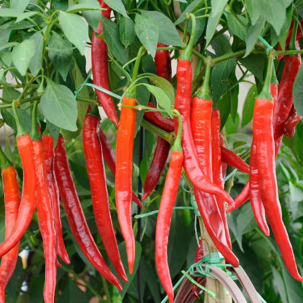 Harvested Jwala Pariksha Chillies, Hot and Flavorful Hybrid Variety
