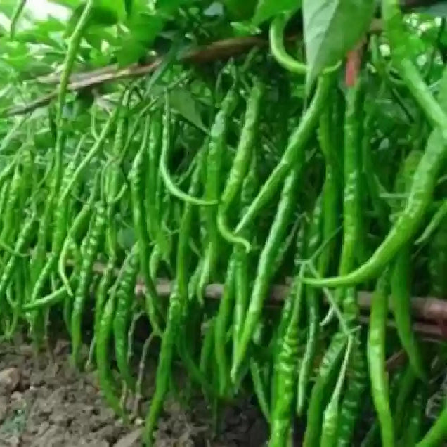 Jwala Pariksha Hybrid Chilli Seeds for Planting, High-Yield Spicy Pepper Seeds