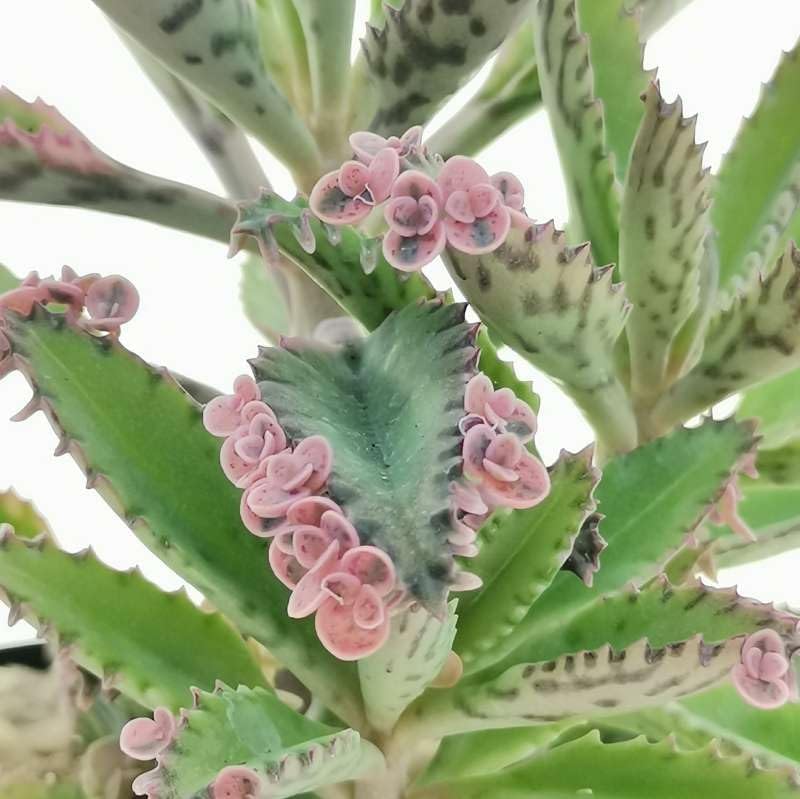 Close Up of Mixed Kalanchoe Flower Clusters