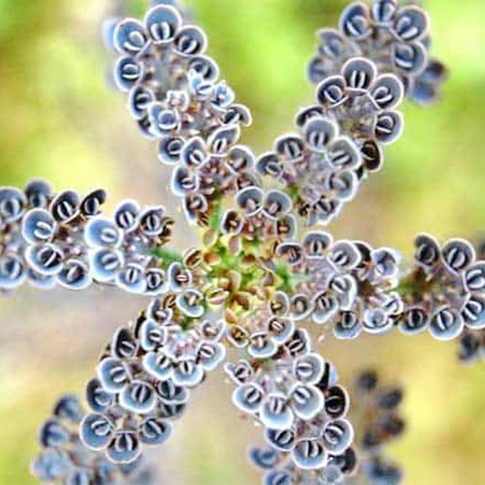 Kalanchoe Garden Seeds in Deep Blue Color for Planting