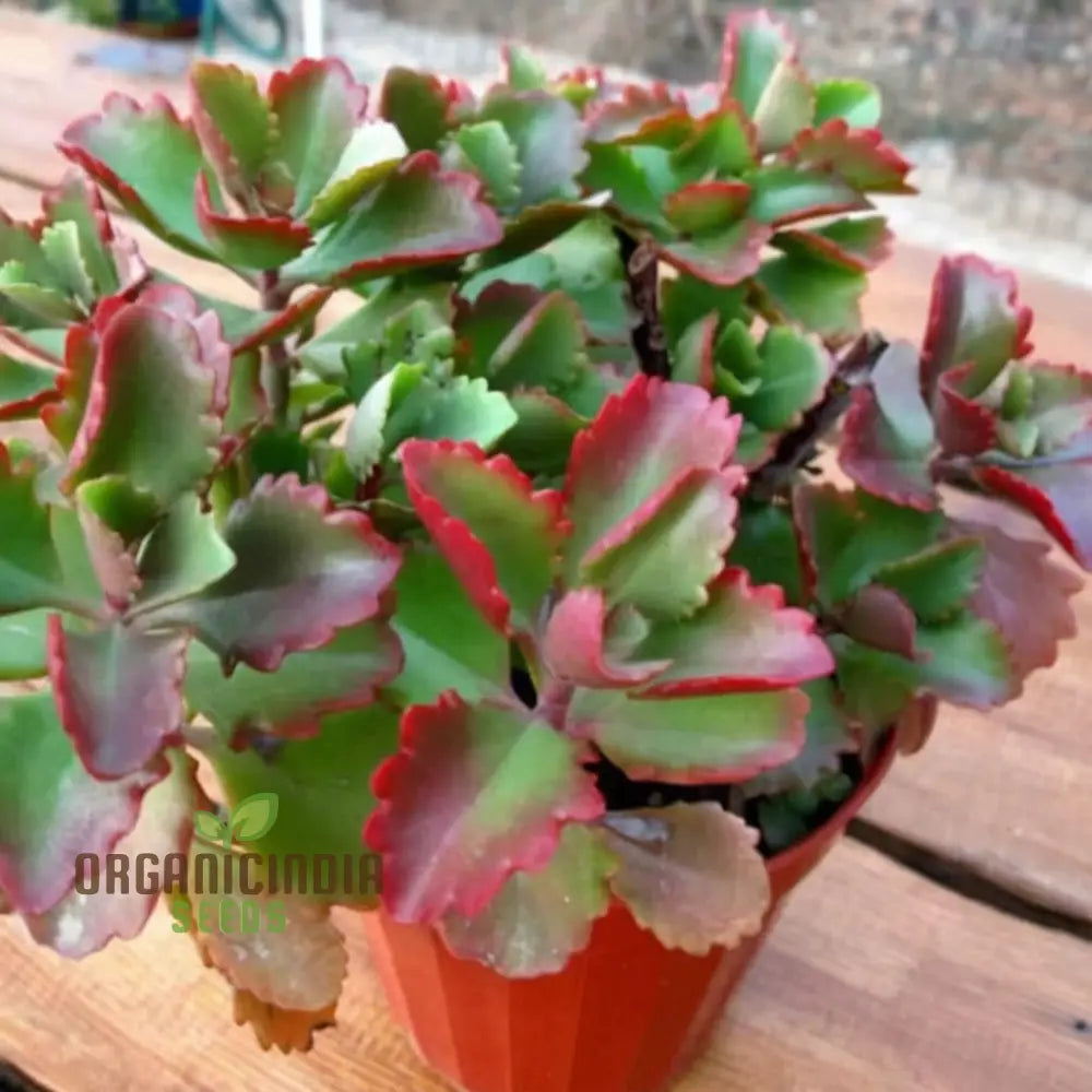 Kalanchoe Sexangularis Plant Seeds - Unique Succulent For Distinctive Indoor Gardens