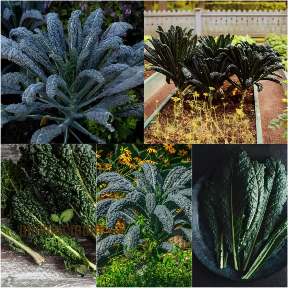 Black Toscana Kale Seeds Packet, Heirloom Non-GMO Kale Seeds for Planting