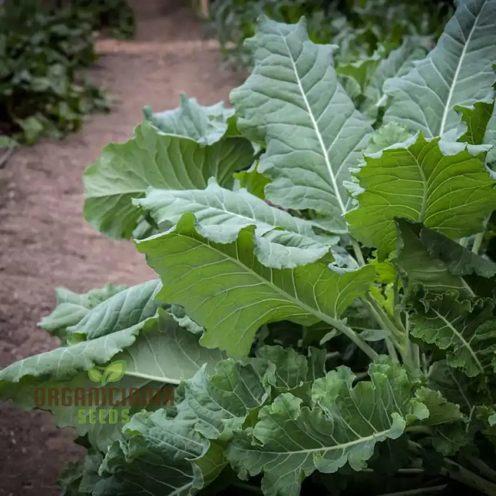 Kale Plant Growing in Container from Thousandhead Seeds, Home Garden Greens