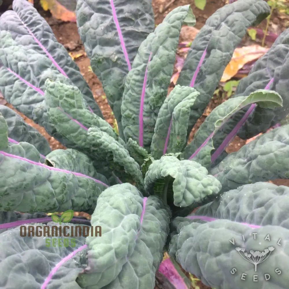 Kale - Dazzling Blue Seeds For Planting Gardening Buy Organic Online