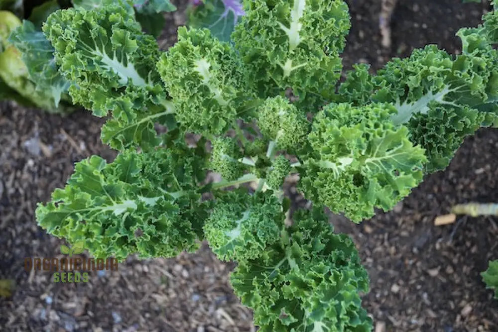 Harvested Emerald Ice Kale Leaves from Seeds, Nutrient-Rich Leafy Greens