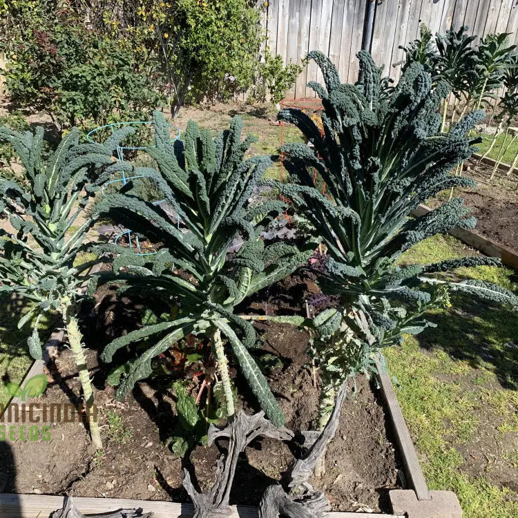 Mature Lacinato Kale Plant from Seeds, Tall and Leafy Green Vegetable