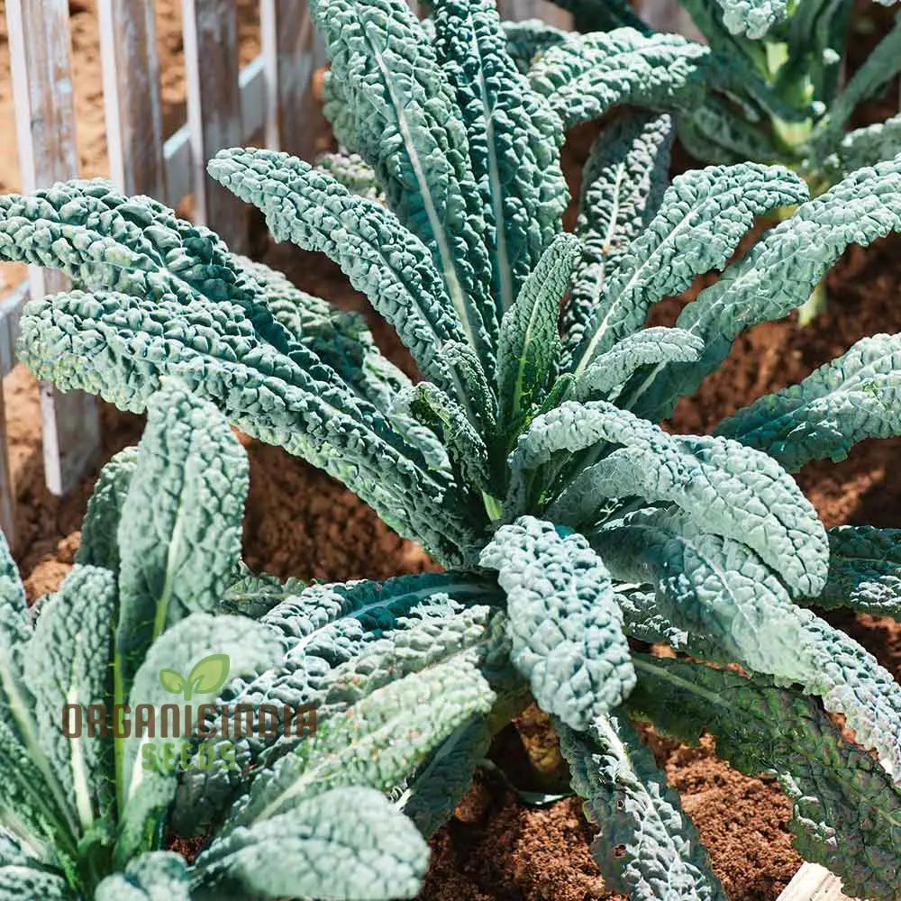 Kale Seeds â€™Yurokâ€™ F1 â€“ Elevate Your Gardening With Hardy Delicious Vegetables For A Healthy