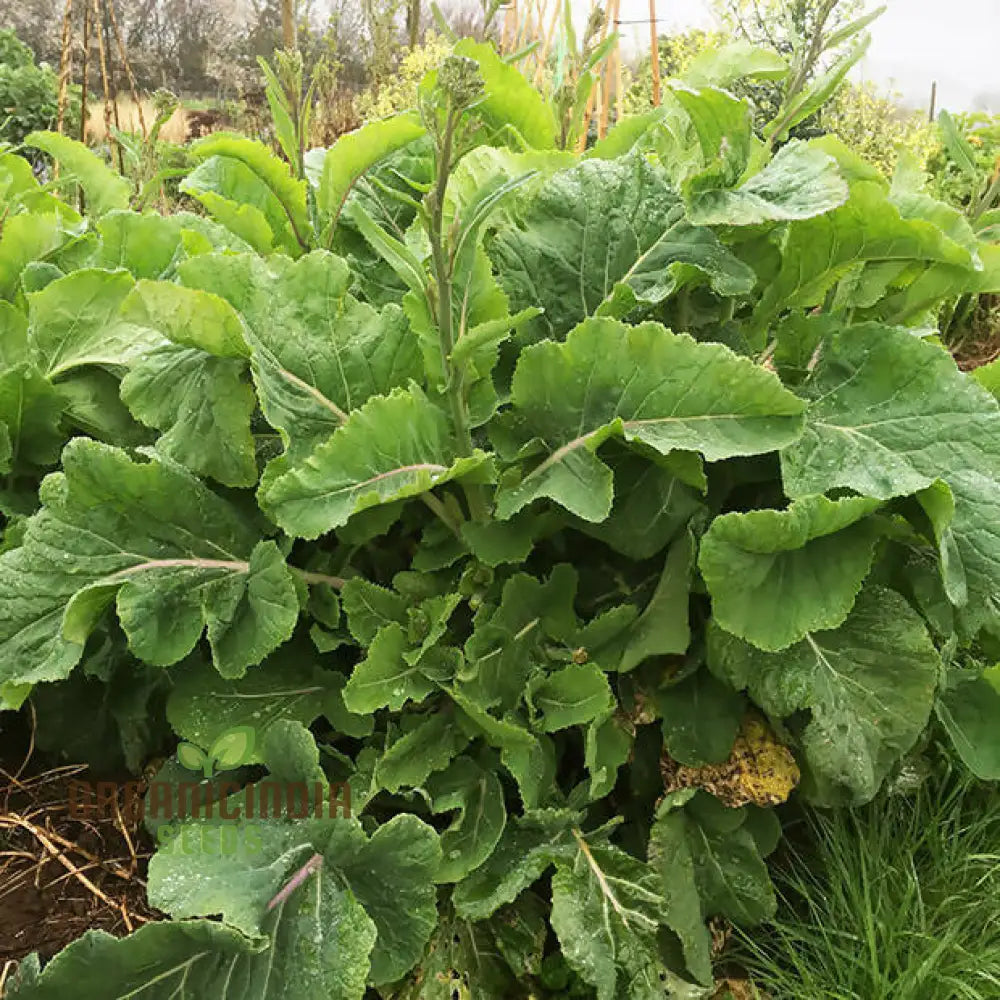 ケールサウザンドヘッド野菜の種まき用、高品質な野菜の種、家庭菜園