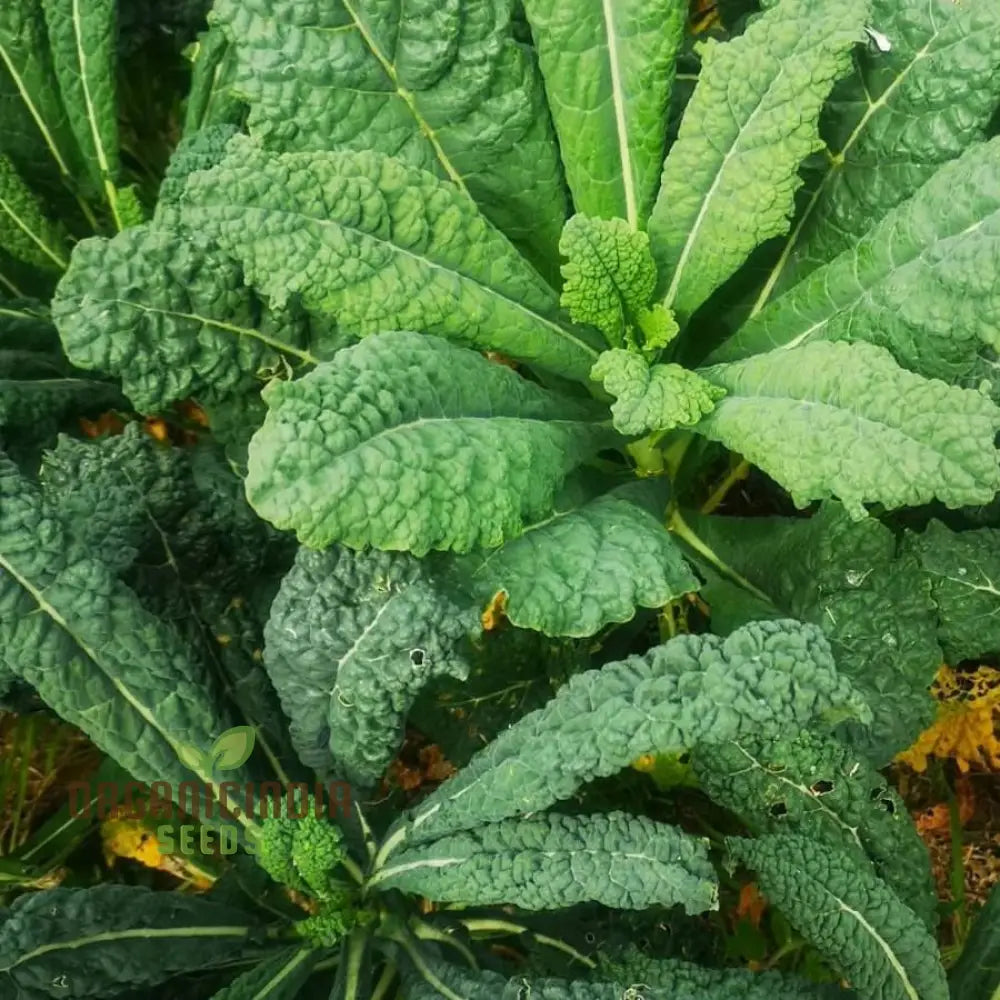 Close-Up of Yurok F1 Kale Leaves, Crisp and Dark Green