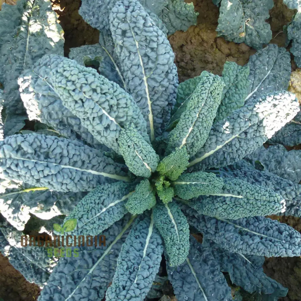 Mature Yurok F1 Kale Plant from Seeds, High-Yield Leafy Vegetable