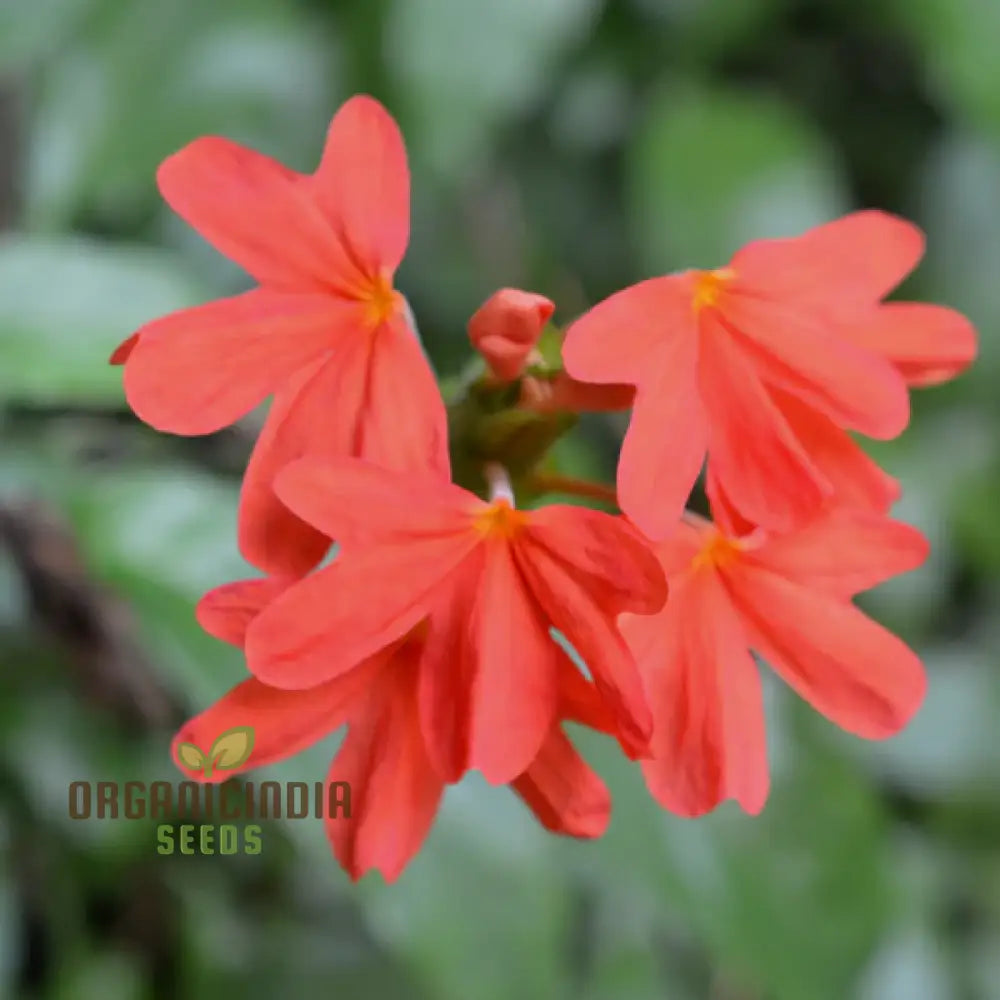 Kanakambara Hybrid Seeds Grown in Container for Decorative Garden