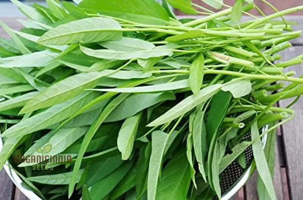 Fresh Kang Kong Leaves from Organic Seeds, Nutrient-Rich Leafy Greens