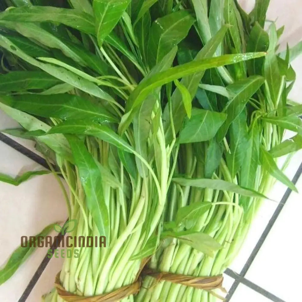 Organic Kang Kong Seeds for Home Garden, Easy-to-Grow Water Spinach Seeds