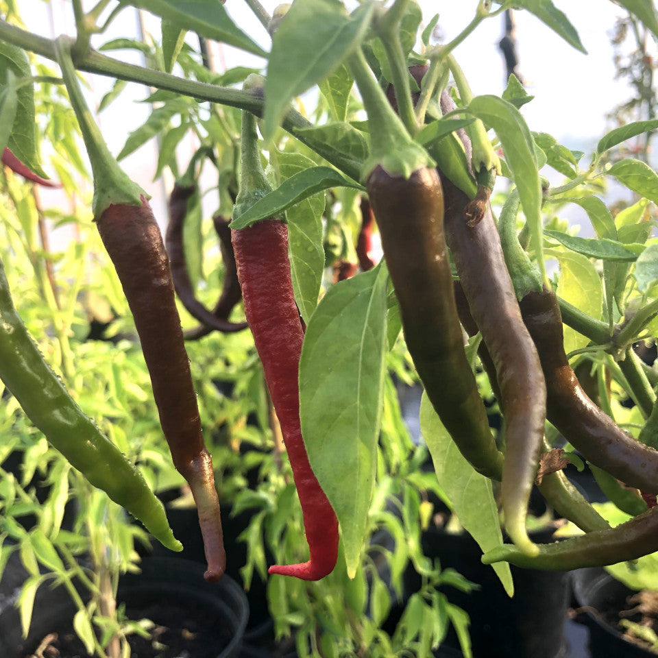 Mature Kashmiri Mirchi Chili Plant from Seeds, Bushy Home Garden Chili Plant
