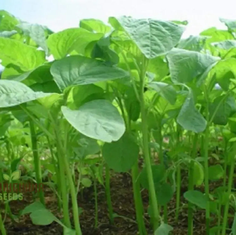 Kashmiri Saag Heirloom Seeds for Home Garden, Easy-to-Grow Leafy Greens