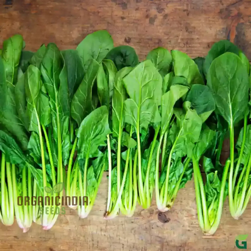 Fresh Kashmiri Saag Leaves from Heirloom Seeds, Nutritious and Flavorful Greens