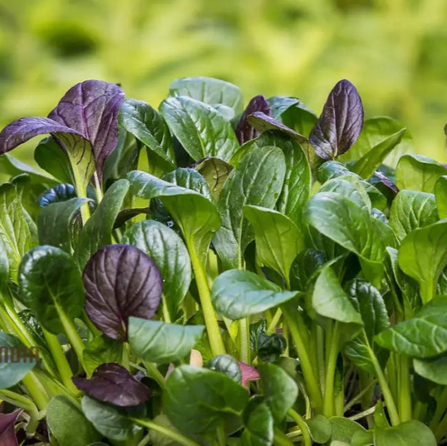 Mature Kashmiri Saag Plant from Seeds, Traditional Indian Leafy Green