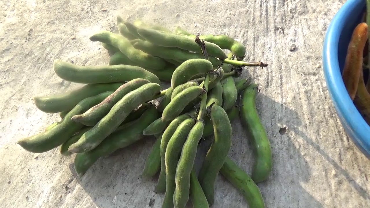 Mature Kaunch Plant Vine from Kavach Seeds, Outdoor Garden Growth