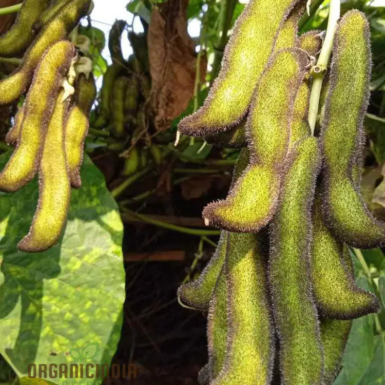 Premium Kaunch Seeds for Planting, High Germination Kavach Seeds