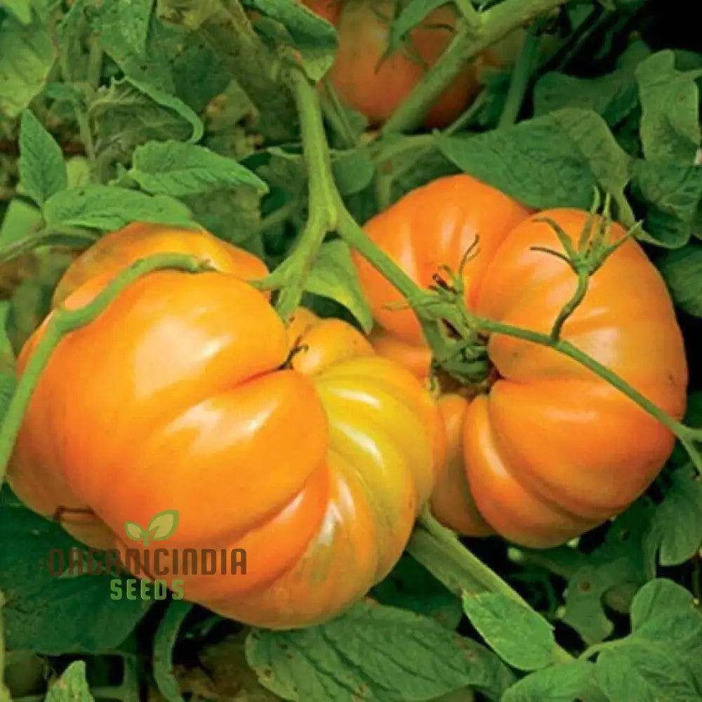 Mature Kellogg's Breakfast Tomato Plant, High Yield Tomato Seeds