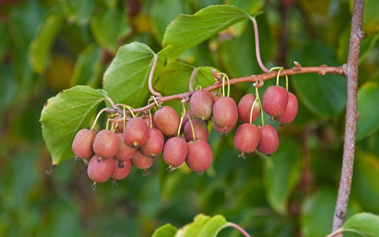Hardy Red Kiwi Seeds for Planting – Grow Sweet & Vibrant Red Kiwi Fruits