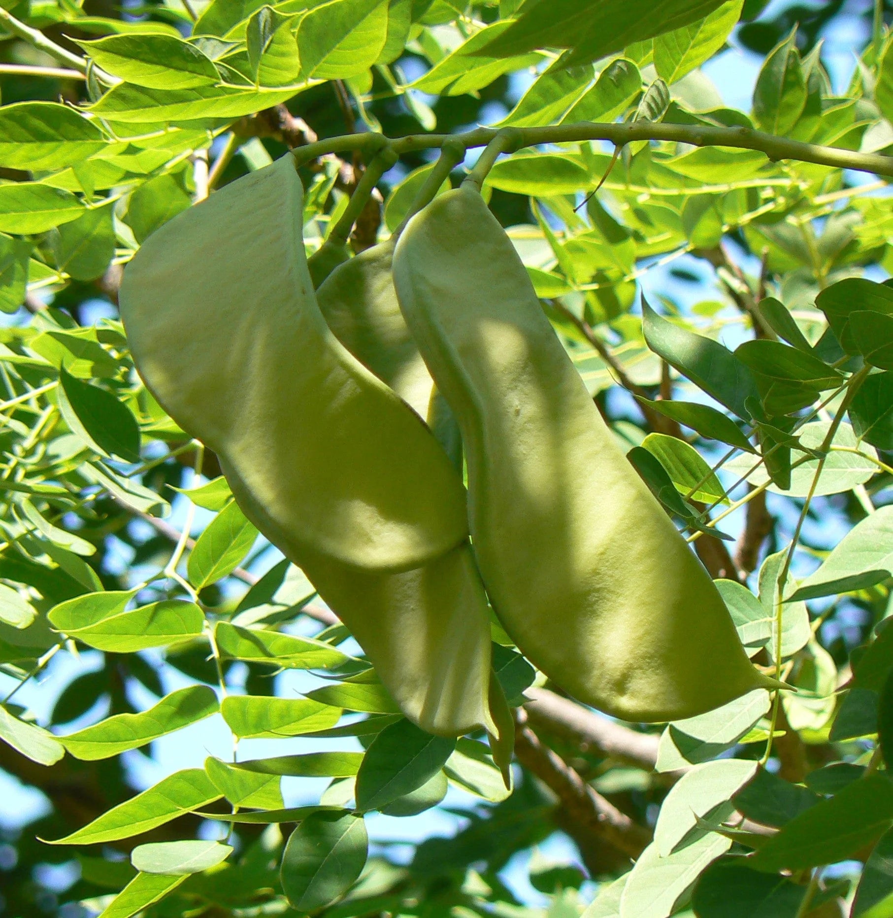Kentucky Coffee Tree seeds for planting