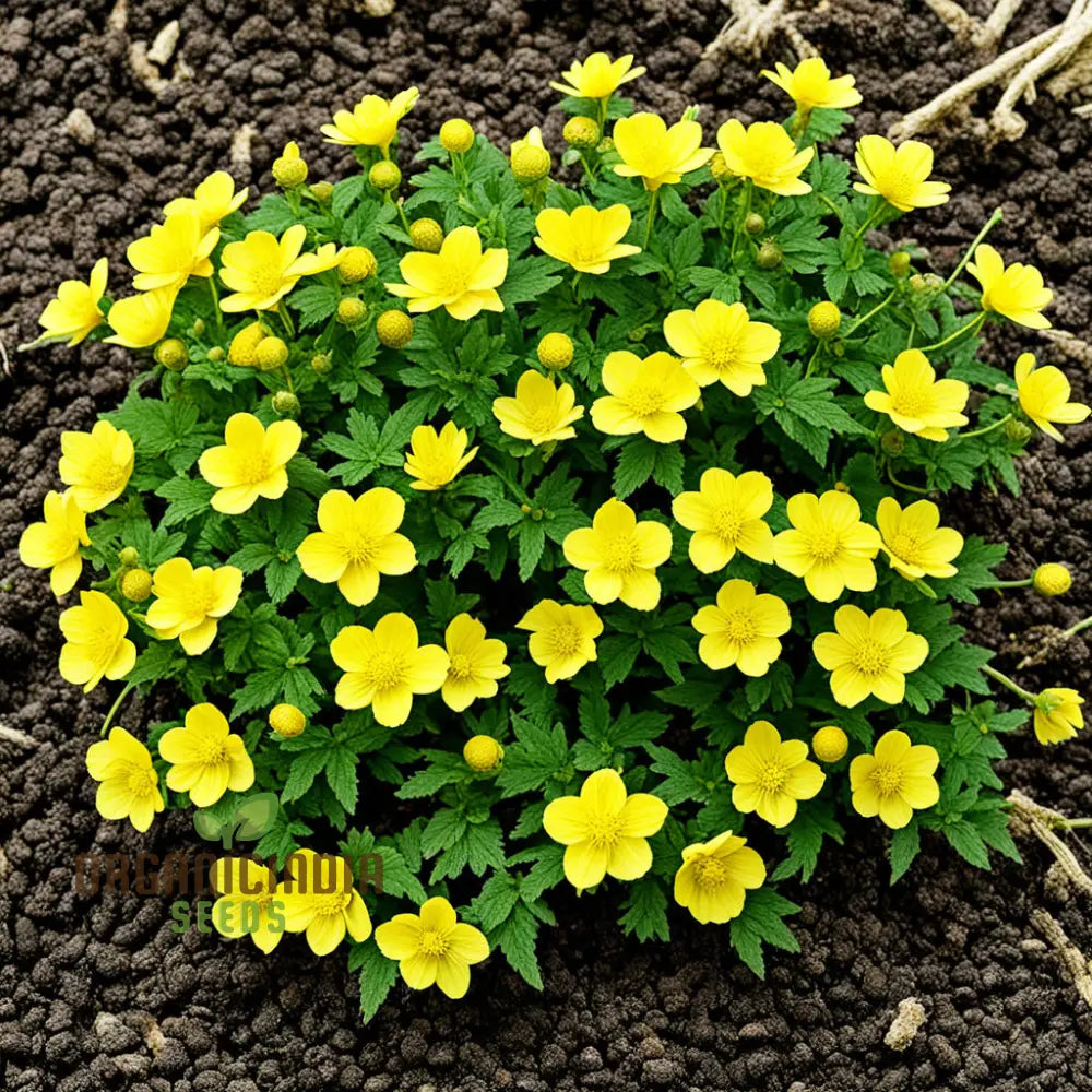 Kerria Japonica Yellow Flower Seeds for Planting