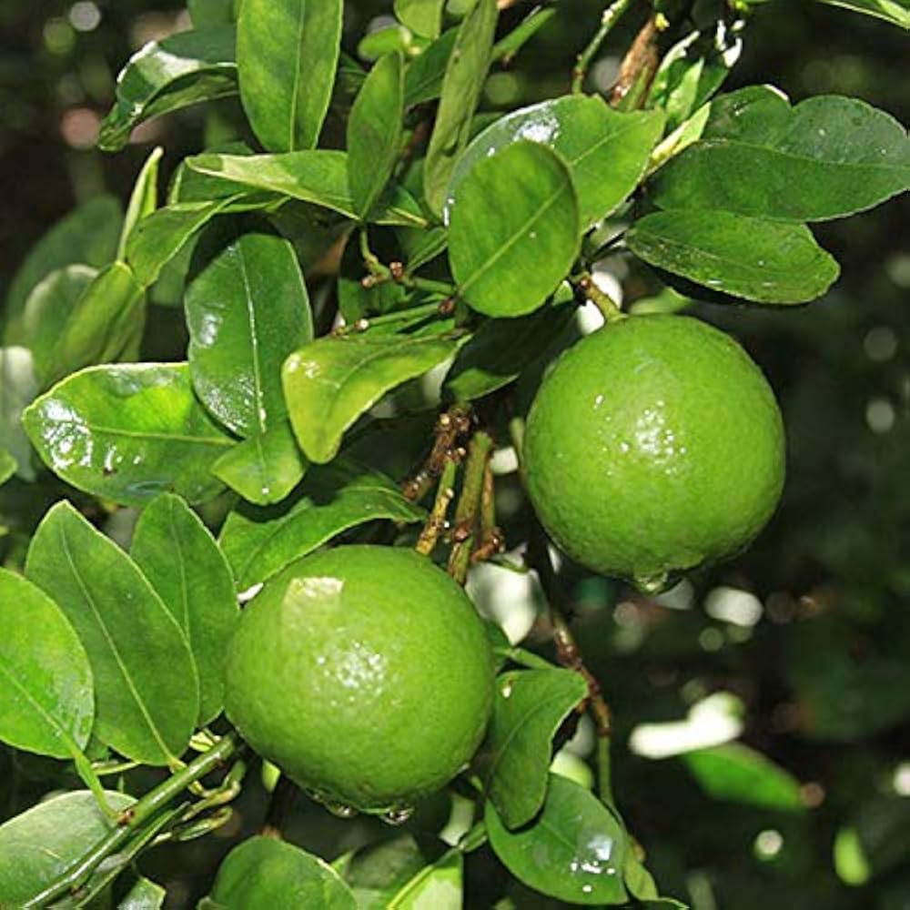 Key lime seeds for planting fresh citrus trees
