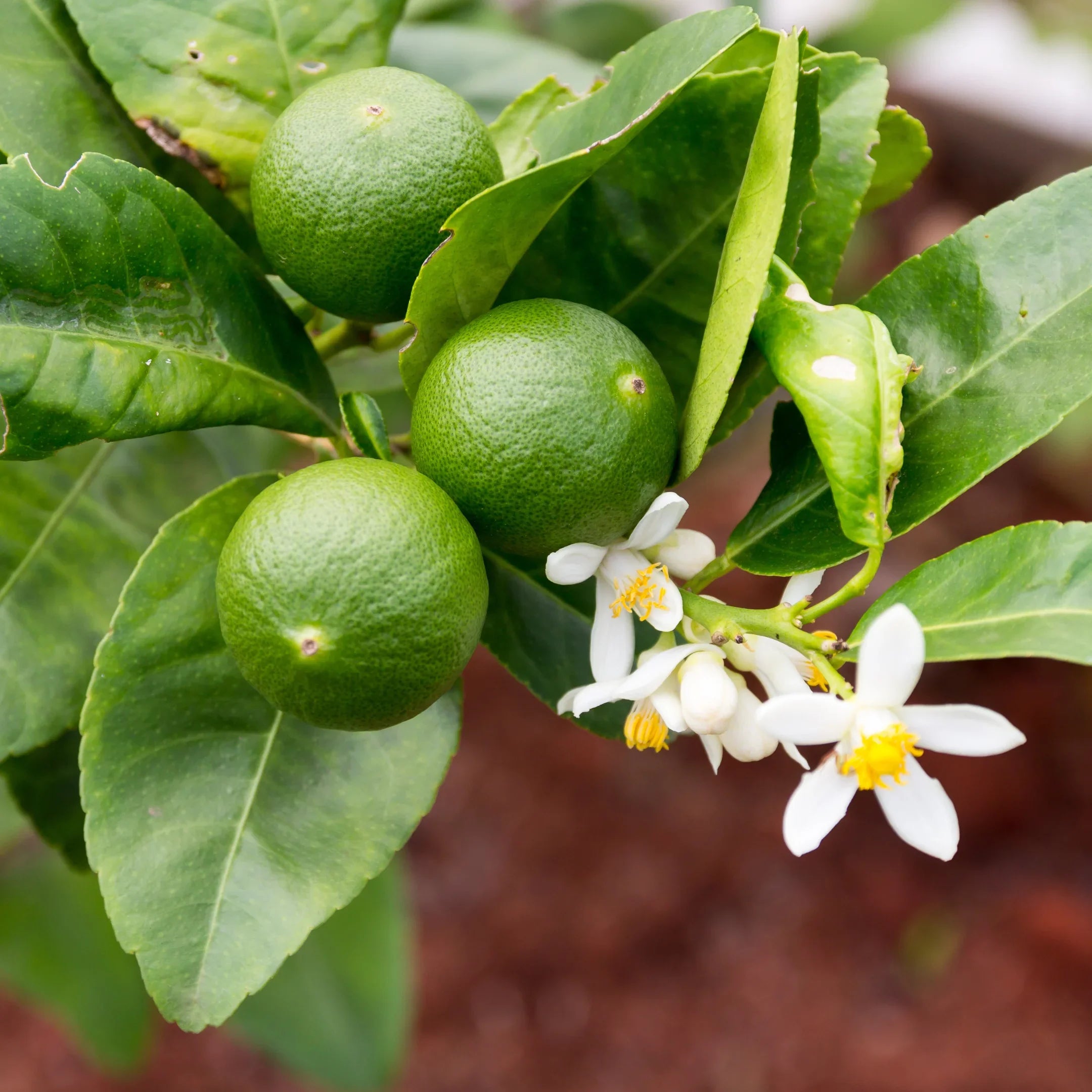 Key Lime Seeds (Citrus aurantifolia) for Planting Fruit Trees
