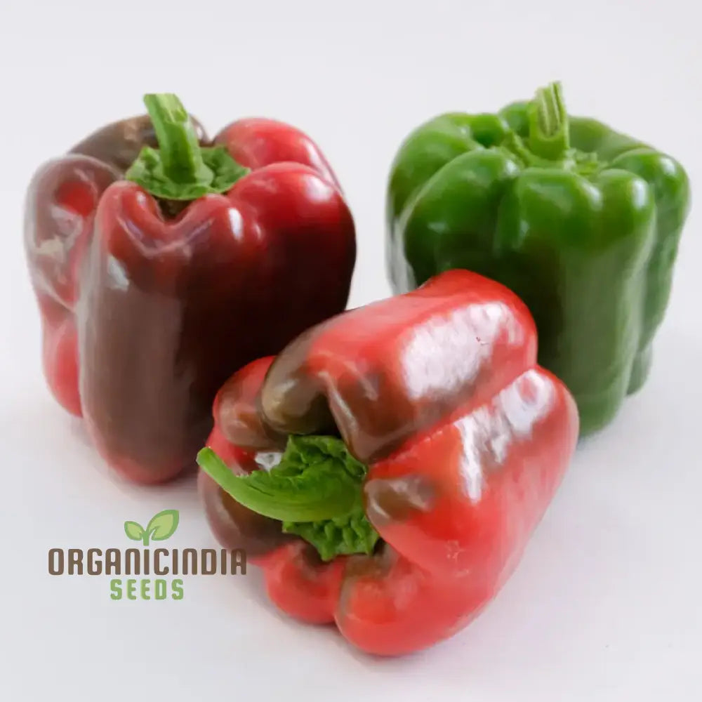 Green King of the North Sweet Peppers Growing on Plant