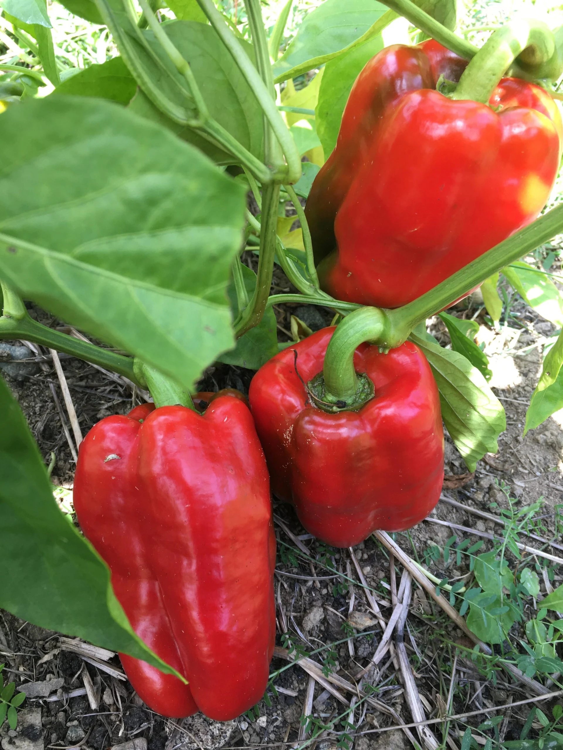 King of the North Bell Peppers Ripening from Green to Red