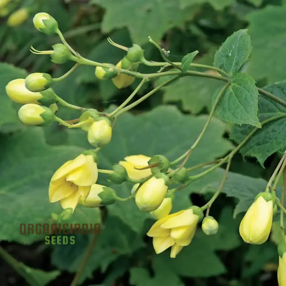 Kirengeshoma Palmata Seeds â€“ Cultivate Exquisite Beauty And Tranquility In Your Outdoor Space!