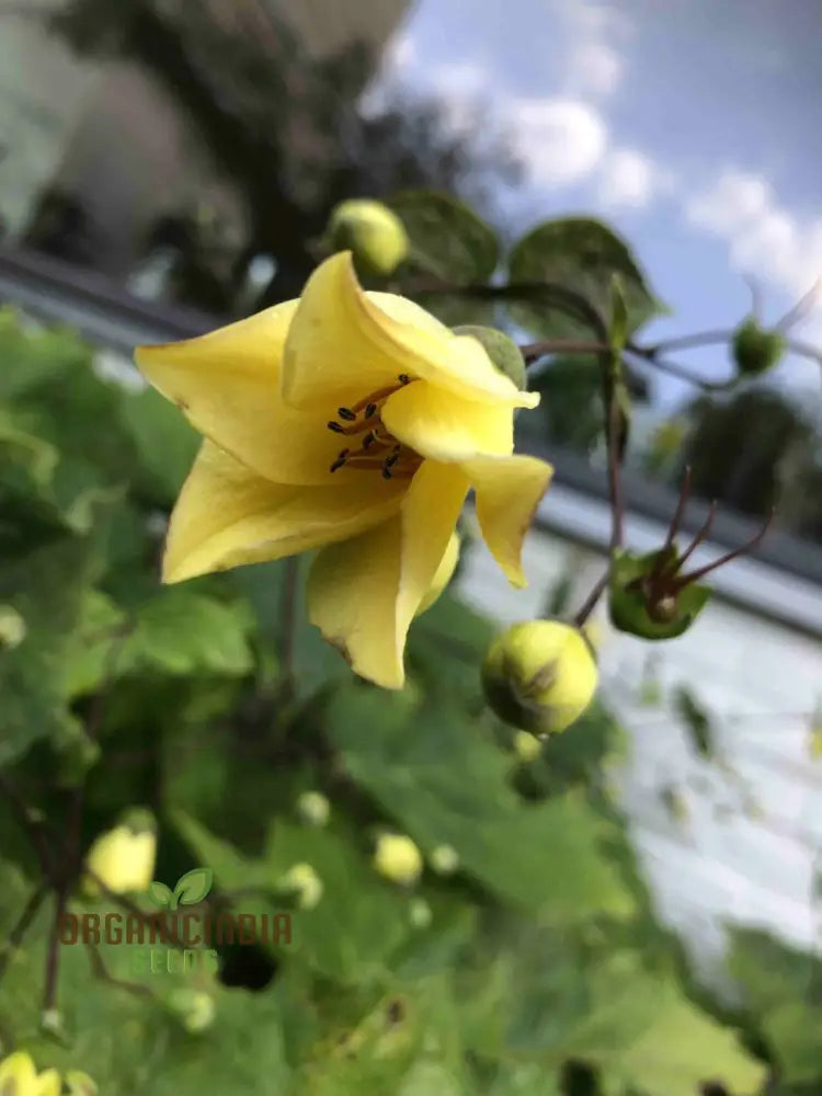 Kirengeshoma Palmata Seeds â€“ Cultivate Exquisite Beauty And Tranquility In Your Outdoor Space!
