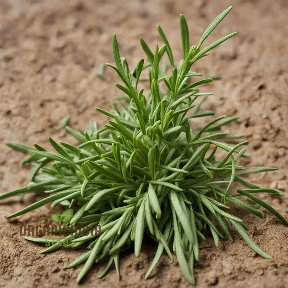 French tarragon seeds for kitchen garden planting