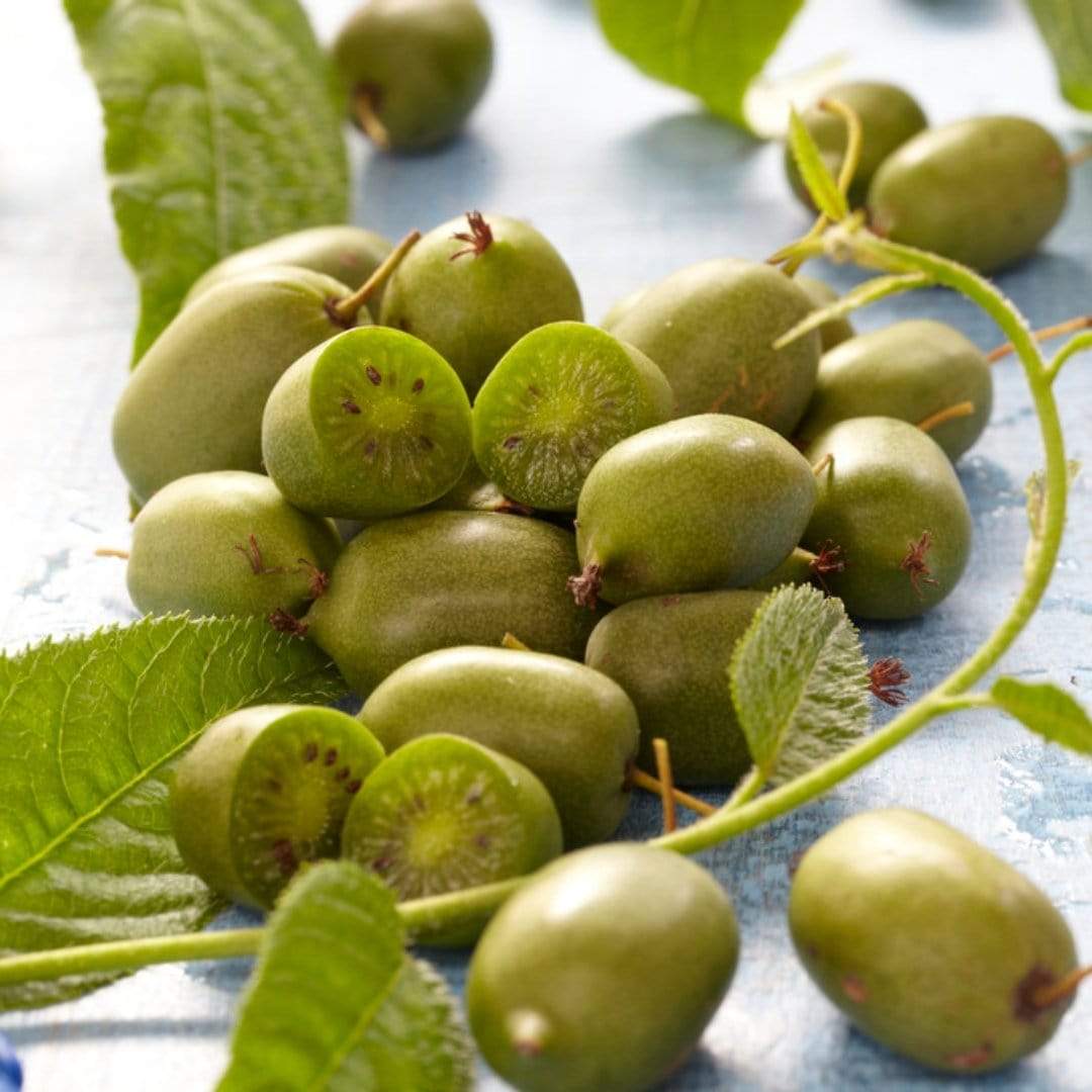 Kiwi Berry seeds for planting hardy kiwi vines at home