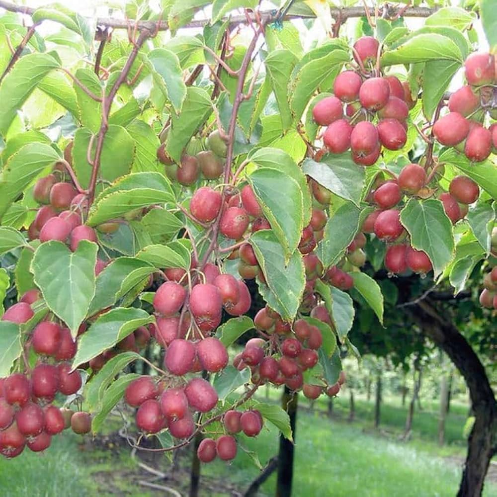 Ken’s Red Kiwi Seedlings Growing in Pots