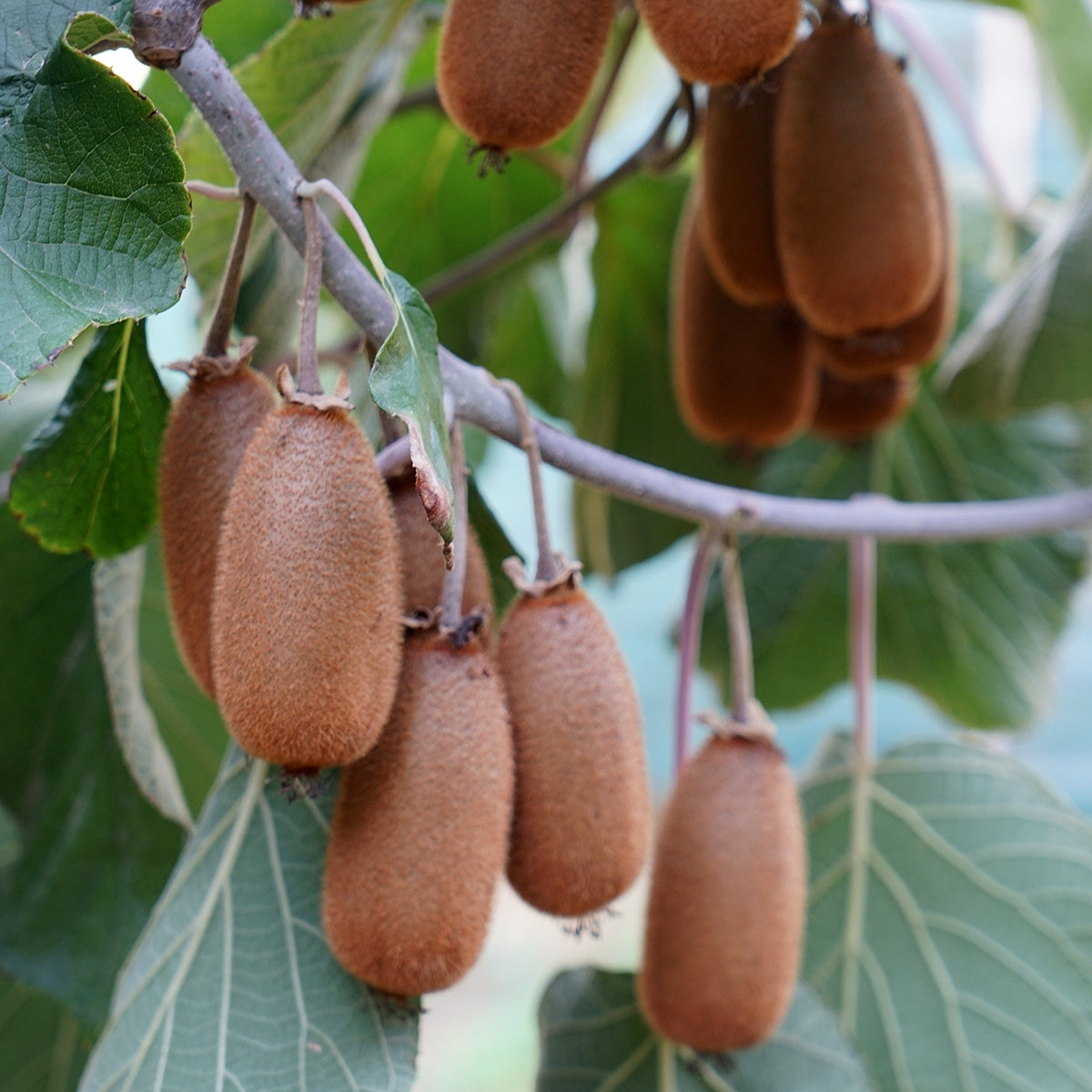 Kiwi Vines Growing on Trellis in Temperate Home Garden