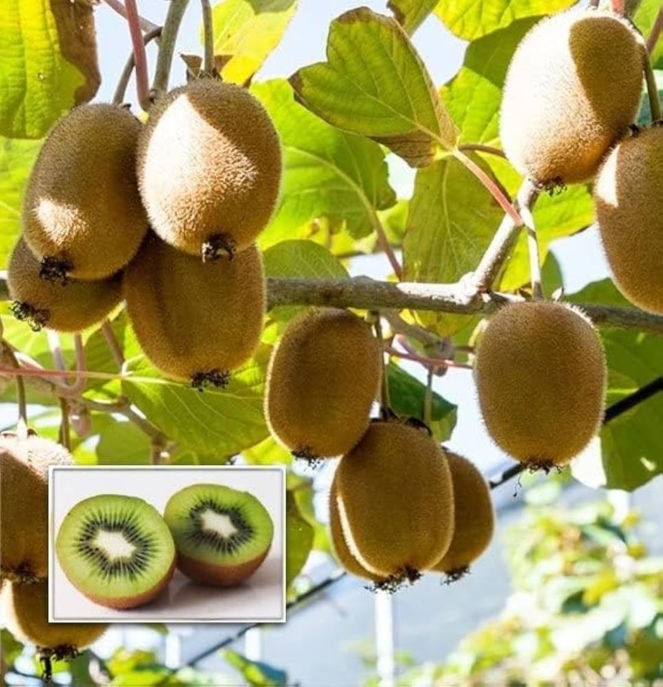 Kiwi Vine with Ripe Green Fruits – Fruiting Actinidia deliciosa Plant