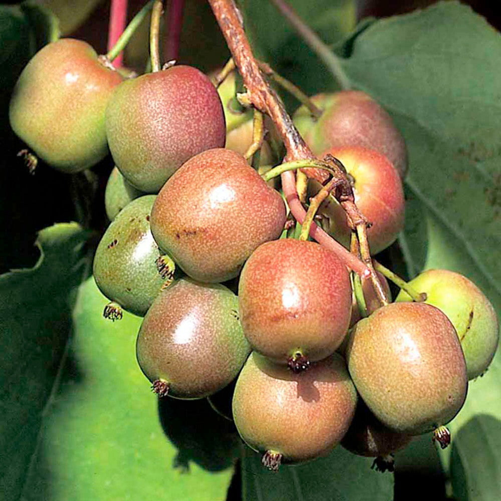Geneva Kiwi Seeds for Planting – Grow Sweet & Hardy Kiwi Fruits
