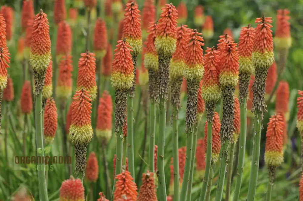 Kniphofia Tall Flower Spikes in Landscape